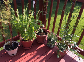 Herbs on the deck