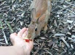 Video of wild farm bunny eating out of Anaswara's hand