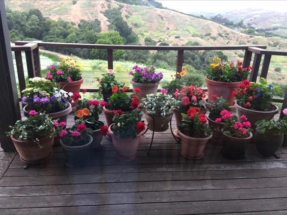 Potted flowers on a deck