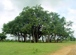 Grove of trees