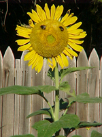 Singing sunflower