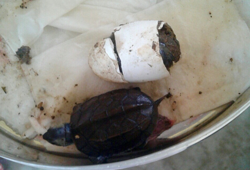 Baby turtle fresh from the egg