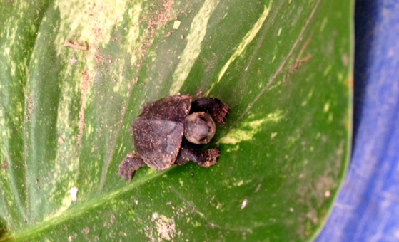 Baby turtle on banana leaf
