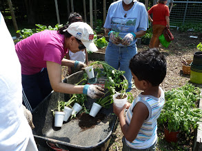 ABK planting