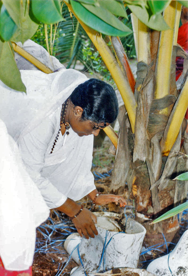 Amma nurtures a tree