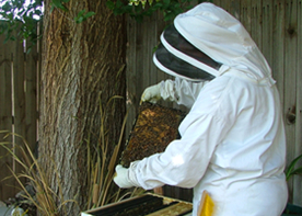 Beekeeping