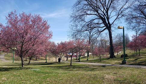 Mature cherry Trees planted as saplings by AYUDH