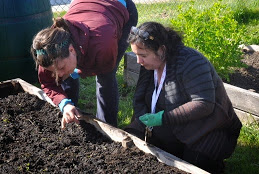 Direct planting