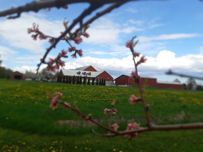 Another view of Amma's ashram in Georgetown, Canada