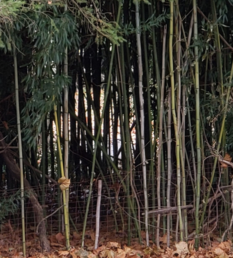 Invasive bamboo