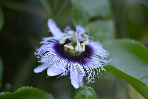 Lilikoi (passionfruit) flower