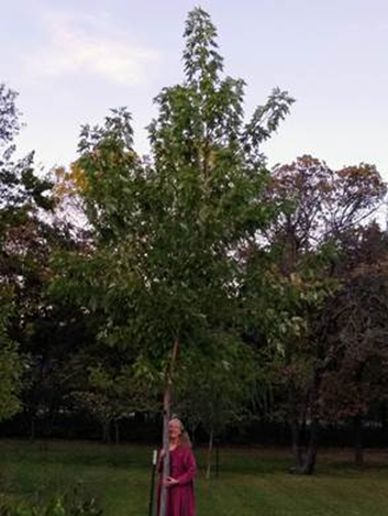 Maple seedling from Chicago Ashram