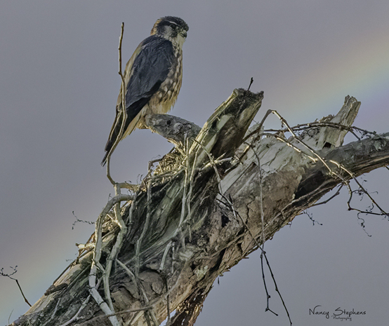 A Merlin keeps a lookout