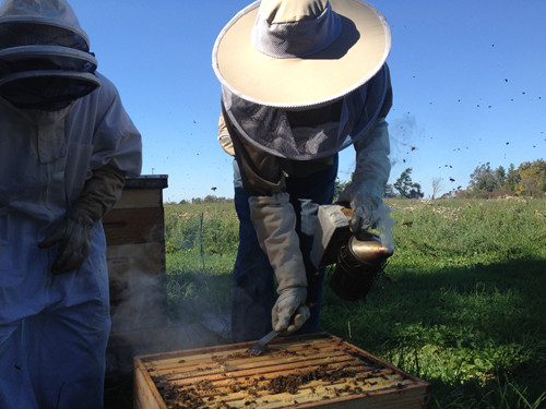 Beekeepers