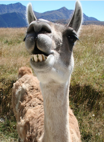 Laughing alpaca