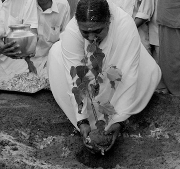 Amma planting a tree