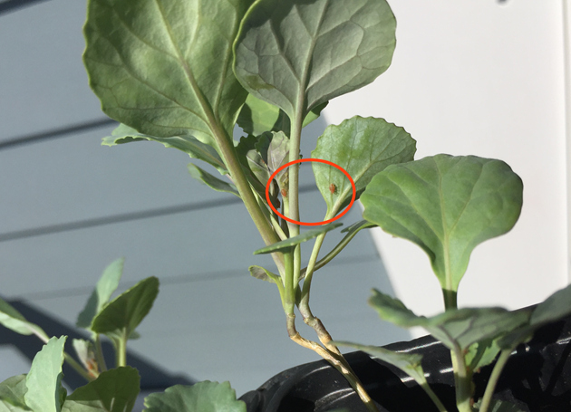 Aphids on the underside of the collard seedlings