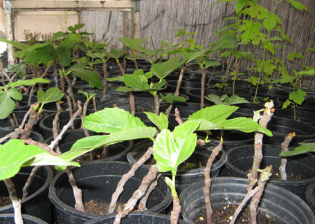 The trees after they have started to sprout leaves and roots