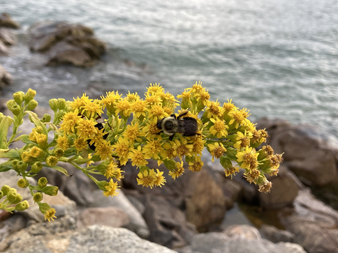 Bee in flower