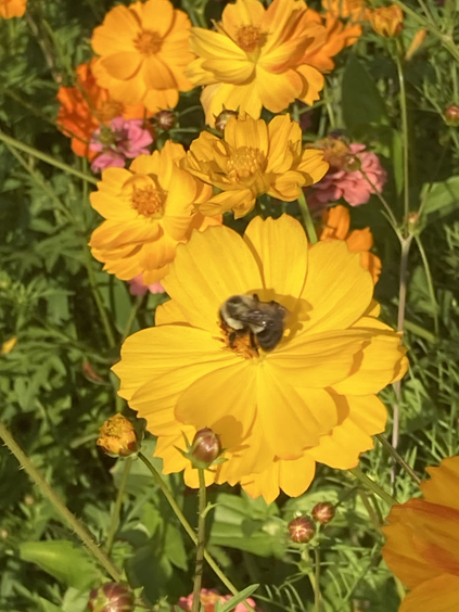 Bee in flower