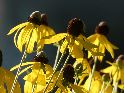 Black-Eyed Susans