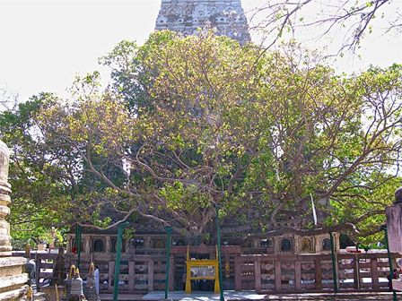 The bodhi tree