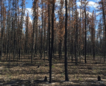 Boreal Forests Could Start Emitting C02