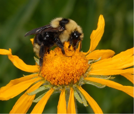 Bumble bee on a flower