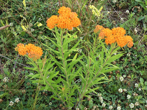 In Support of Prairies and Pollinators