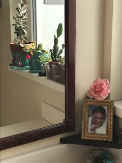Succulents and cactus