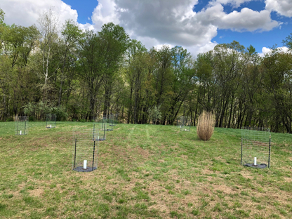 Chestnut orchard