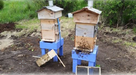 Bee hives