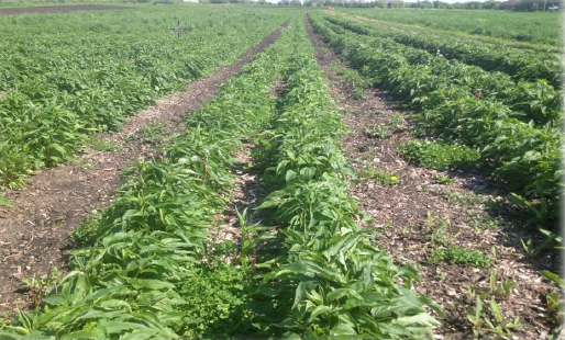 Echinacea rows