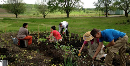 Community garden planting