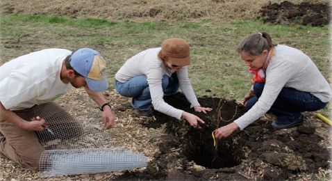 Tree planting