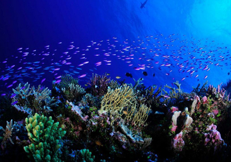 Coral reef - Bastien PREUSS