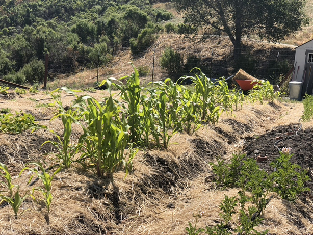 Corn in raised rows