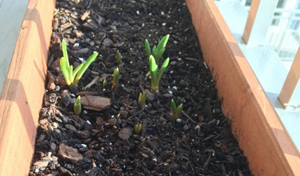 Crocuses