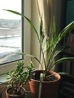 Mejold Date Tree