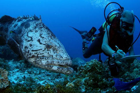 Photograph by Manu San Félix, National Geographic Pristine Seas