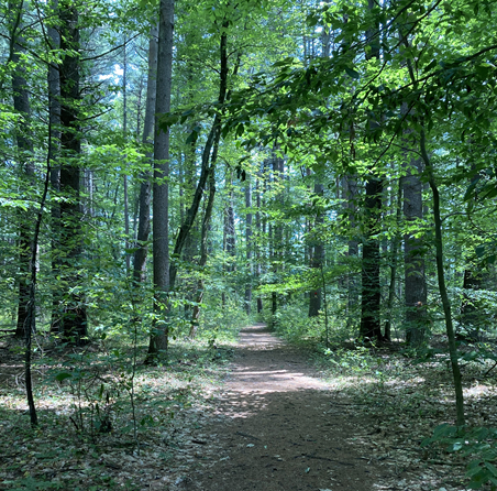 Forest path