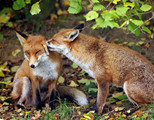 Foxes