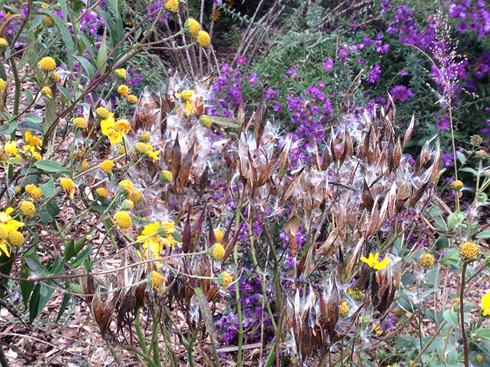 Wildflowers