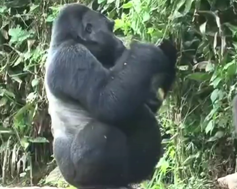 Mountain gorilla