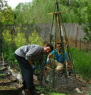 Planting green beans