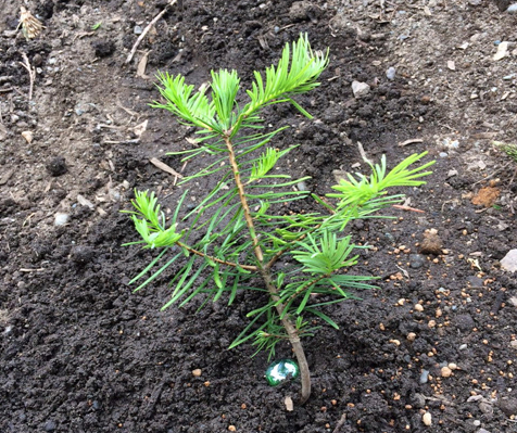 Baby Hemlock tree planted at a honey bee farm