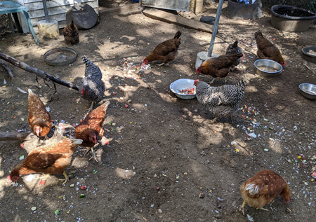 Chickens chowing down