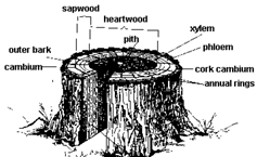 How a tree works