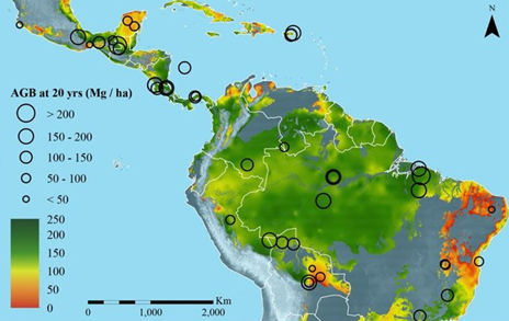 Regrowing rain forests