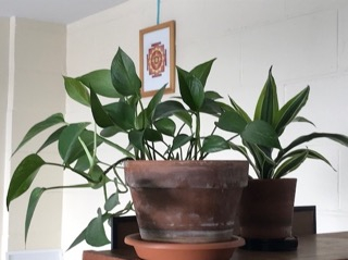 Plant in puja room
